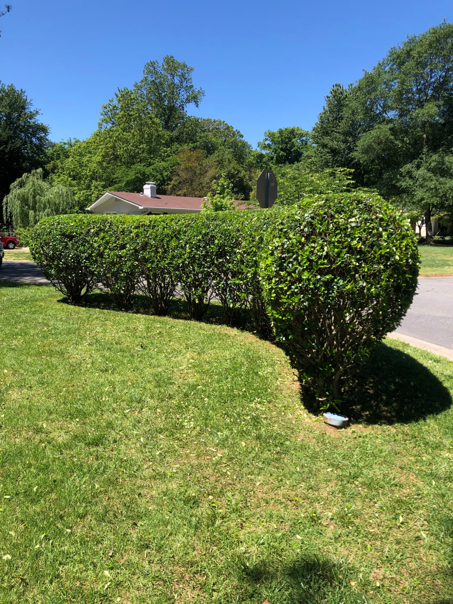 Shrub Trimming project