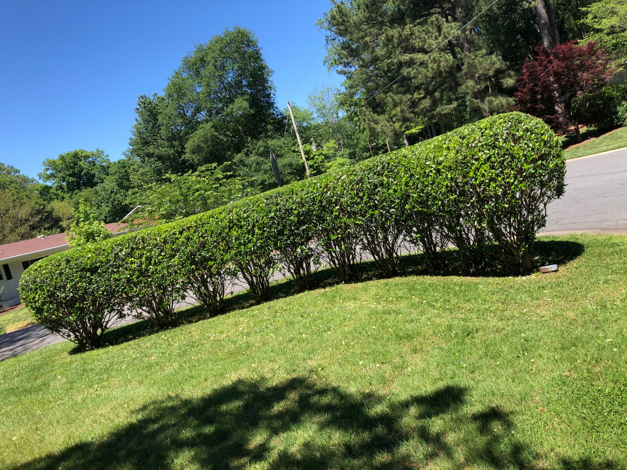 Shrub Trimming project